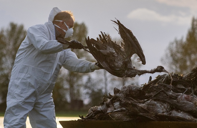 No let-up for German farmers as bird flu spreads further