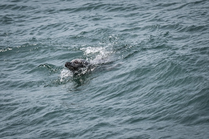 100 dead seals found on Kazakhstan's Caspian coast