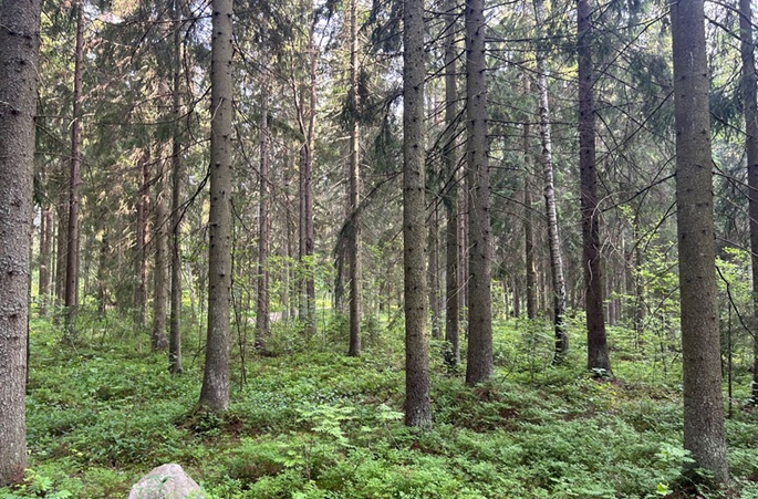 EU consumption causes 100 trees to disappear every minute: WWF