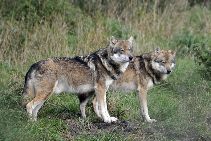 Finland to allow wolve hunting again after law change