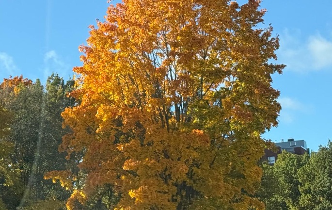 Finland sees unusually warm autumn excepting Lapland