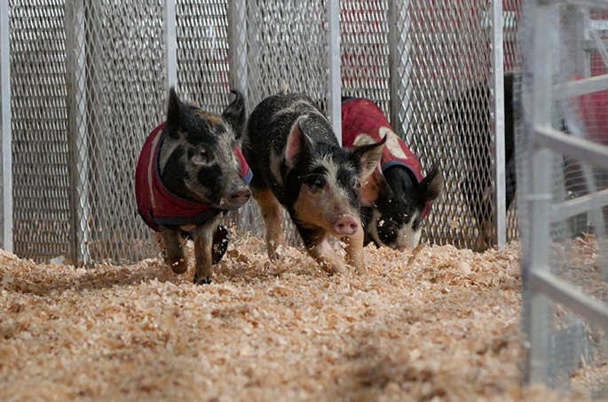 Spain to slaughter 30,000 pigs amid swine fever control measures