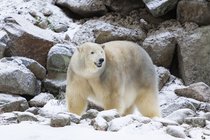 2 new polar bears arrive at Ranua Wildlife Park