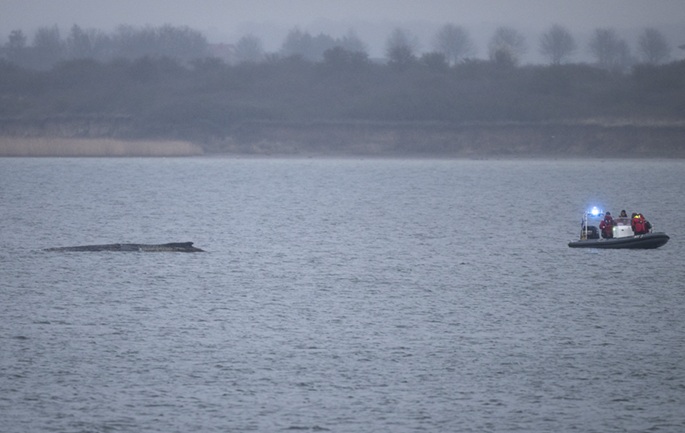 Humpback whale still in the water off Germany's coast
