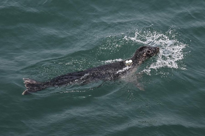 200 seal carcasses found on Kazakhstan's Caspian coast